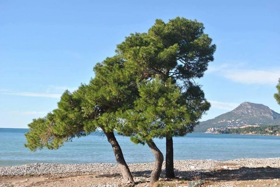 Апартаменты Apartments Maljevic Бар-133