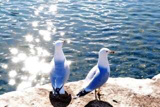 Апартаменты Apartments Maljevic Бар Апартаменты с 1 спальней-77