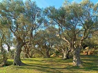 Апартаменты Apartments Maljevic Бар Апартаменты с 1 спальней-111