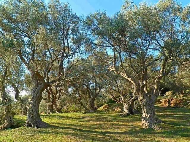 Апартаменты Apartments Maljevic Бар-149